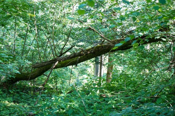 Deforestation Our Forests Leads More Climate Catastrophes Forest Dieback — Stockfoto