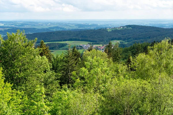 Forest Bavaria Spring Everything Blooms Awakens New Life — Stock Fotó