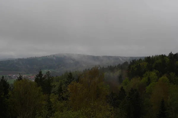 Forest Bavaria Spring Everything Blooms Awakens New Life — Photo