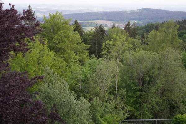 Forest Bavaria Spring Everything Blooms Awakens New Life — Stock Fotó