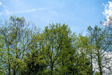 Baharda Bavyera 'da bir orman. Her şey çiçek açar ve yeni bir hayata uyanır 