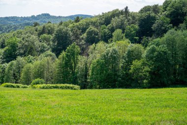 Baharda Bavyera 'da bir orman. Her şey çiçek açar ve yeni bir hayata uyanır 