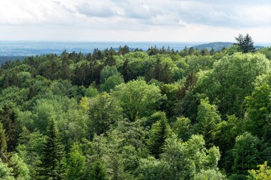 Alman Bavyerası 'ndaki orman baharda yemyeşil olur.
