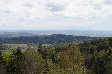 Alman Bavyerası 'ndaki orman baharda yemyeşil olur.