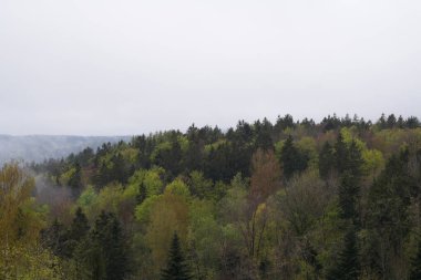 Alman Bavyerası 'ndaki orman baharda yemyeşil olur.