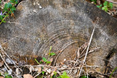 Alman Bavyerası 'ndaki orman baharda yemyeşil olur.