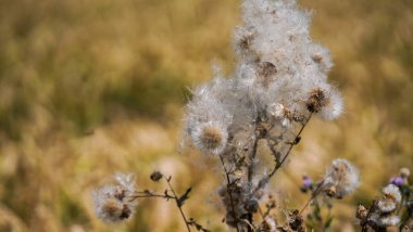 Bavyera 'daki tarlanın ortasında vahşi devedikeni çiçek açar.