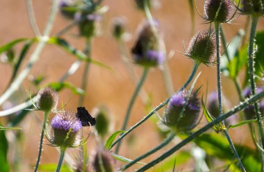 Bavyera 'daki tarlanın ortasında vahşi devedikeni çiçek açar.