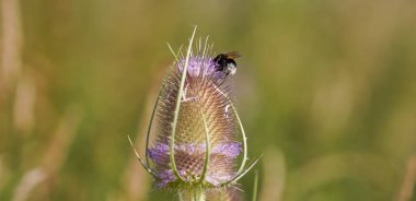 Bavyera 'daki tarlanın ortasında vahşi devedikeni çiçek açar.