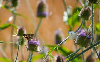 Bavyera 'daki tarlanın ortasında vahşi devedikeni çiçek açar.