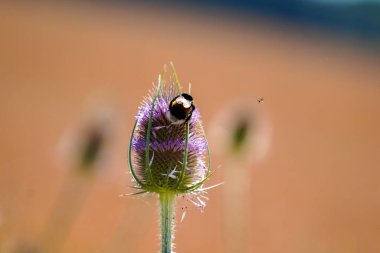 Bavyera 'daki tarlanın ortasında vahşi devedikeni çiçek açar.