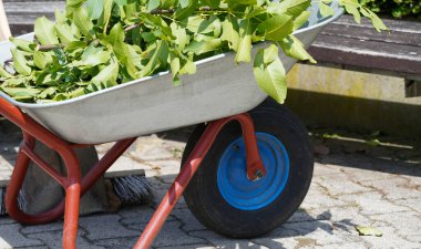 Garden and gardening as a hobby in the summer
