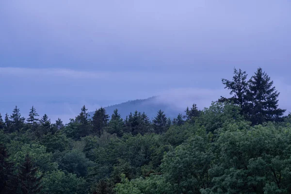 Forest Bavaria Spring Everything Blooms Awakens New Life — Foto Stock