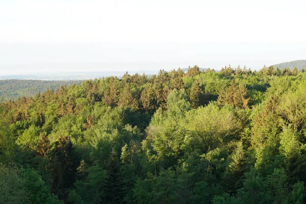 Forest German Bavaria Lush Green Spring — Fotografia de Stock