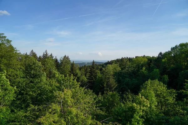 Forest German Bavaria Lush Green Spring — 스톡 사진