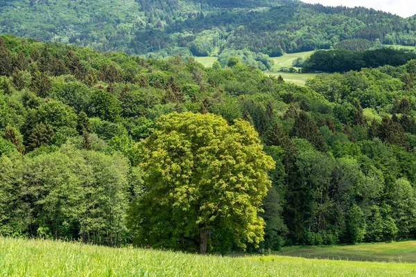 Forest German Bavaria Lush Green Spring — 图库照片