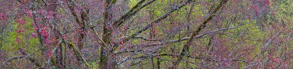Forest German Bavaria Lush Green Spring — Fotografia de Stock
