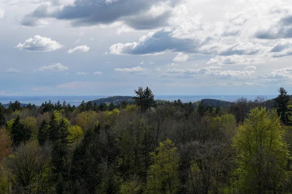 Forest German Bavaria Lush Green Spring — Stockfoto