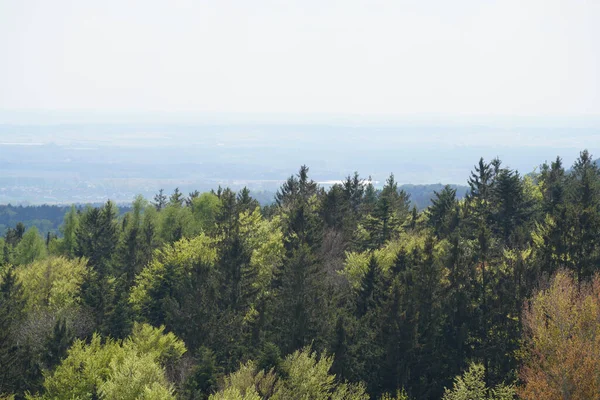 Forest German Bavaria Lush Green Spring — Foto de Stock