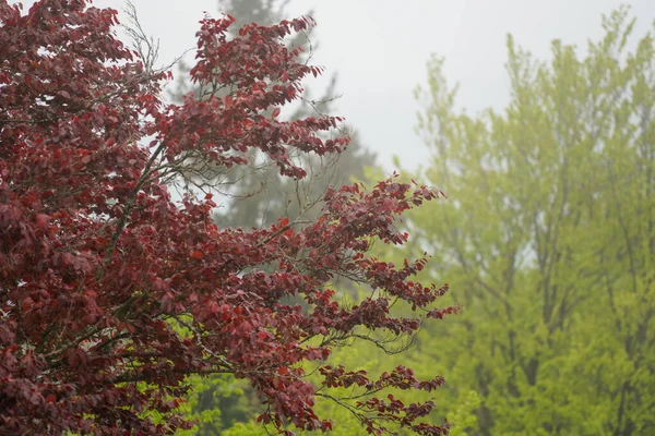 Forest German Bavaria Lush Green Spring — стокове фото