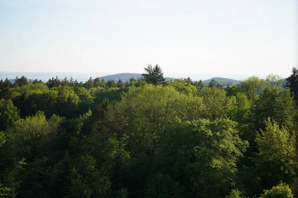 Forest German Bavaria Lush Green Spring —  Fotos de Stock