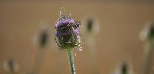 Wild Thistle Blossoms Way Middle Field Bavaria — 스톡 사진