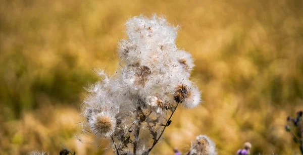 Wild thistle blossoms along the way in the middle of the field in Bavaria