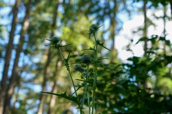 Wild Thistle Blossoms Way Middle Field Bavaria — ストック写真