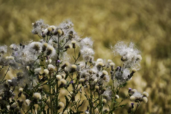 Wild Thistle Blossoms Way Middle Field Bavaria — Fotografia de Stock