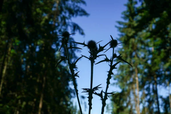 Wild Thistle Blossoms Way Middle Field Bavaria — Foto de Stock