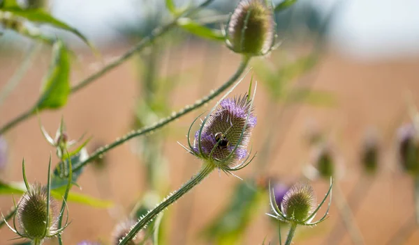 Wild Thistle Blossoms Way Middle Field Bavaria — Stockfoto