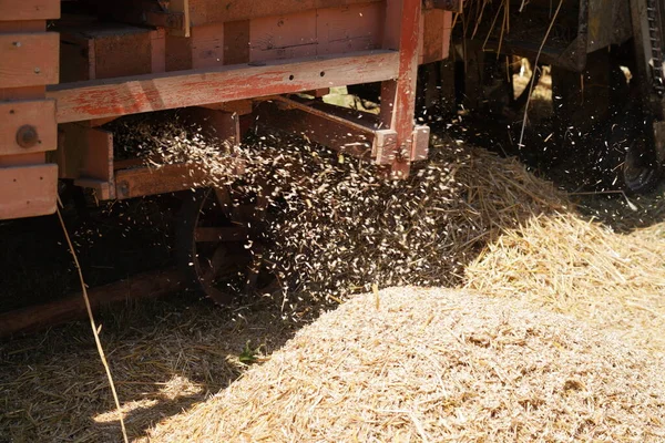 Grain harvest and processing with old traditional equipment