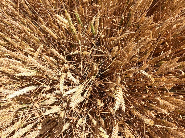 Grain harvest and processing with old traditional equipment