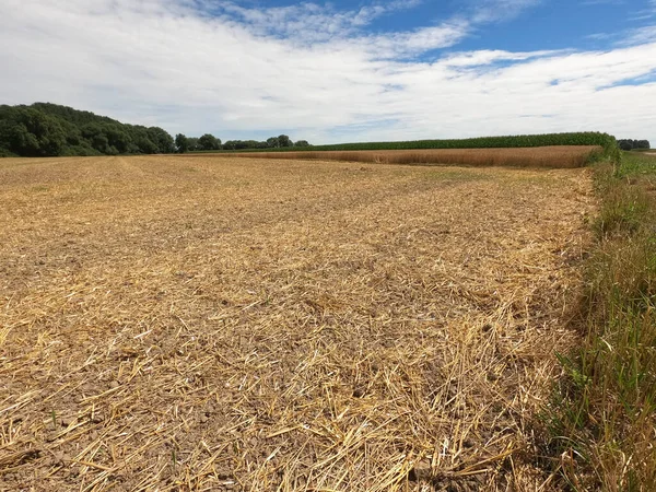 Grain harvest and processing with old traditional equipment