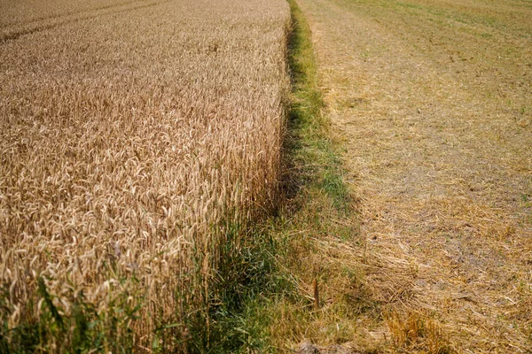 Grain harvest and processing with old traditional equipment