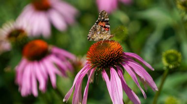 Çiçek çayırındaki bitkileri gübreleyen böcekler.