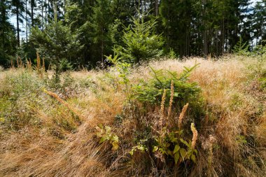 Genç yeşil kozalaklı ormanların yeniden ağaçlandırılması