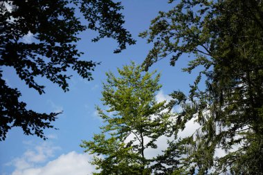 Genç yeşil kozalaklı ormanların yeniden ağaçlandırılması