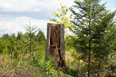 Genç yeşil kozalaklı ormanların yeniden ağaçlandırılması
