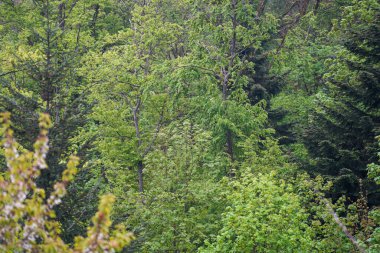 Genç yeşil kozalaklı ormanların yeniden ağaçlandırılması