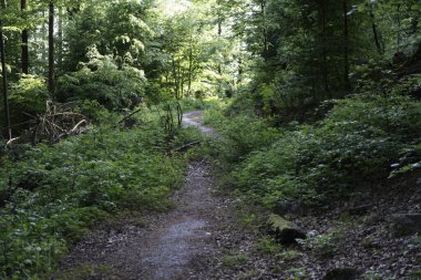 Genç yeşil kozalaklı ormanların yeniden ağaçlandırılması