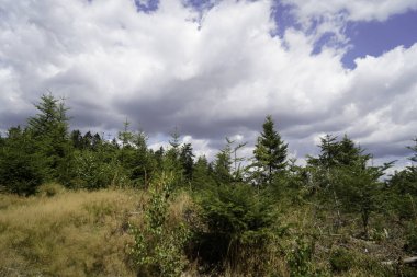 Genç yeşil kozalaklı ormanların yeniden ağaçlandırılması