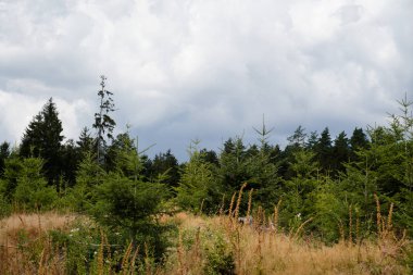 Genç yeşil kozalaklı ormanların yeniden ağaçlandırılması