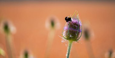 Bir sürü yeşilliği ve renkli çiçekleri olan bir çayır.