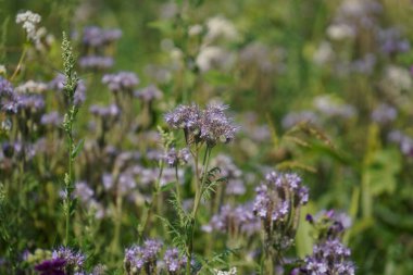 Bir sürü yeşilliği ve renkli çiçekleri olan bir çayır.