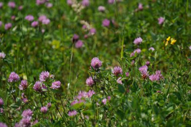 Bir sürü yeşilliği ve renkli çiçekleri olan bir çayır.