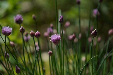 Bir sürü yeşilliği ve renkli çiçekleri olan bir çayır.