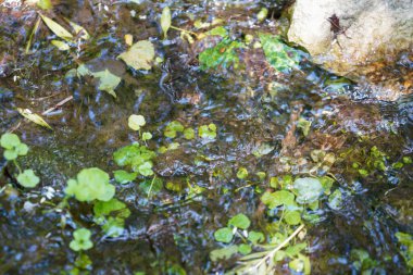 Bir sürü yeşilliği ve renkli çiçekleri olan bir çayır.