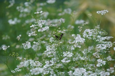 Bir sürü yeşilliği ve renkli çiçekleri olan bir çayır.