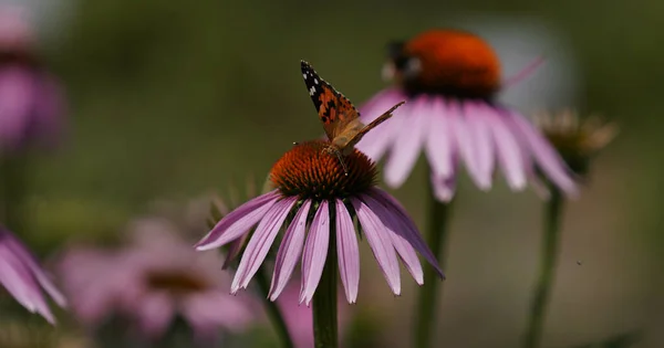 Insects Fertilizing Plants Flower Meadow Summer — стоковое фото